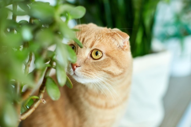 Chat roux assis près d'un pot vert de plantes d'intérieur en pot à la maison Cultiver des plantes d'intérieur bel amour animal petsxA