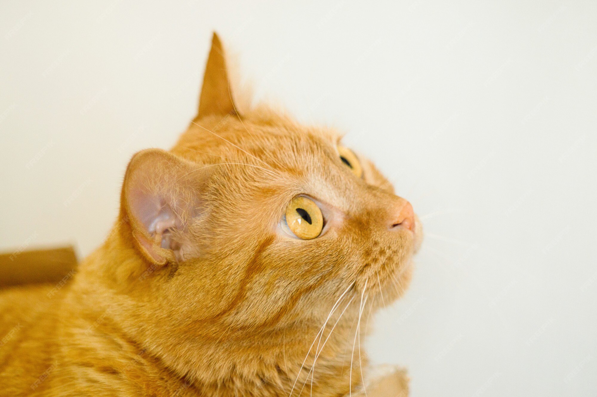 Chat Roux Aux Yeux Jaunes Photo Premium