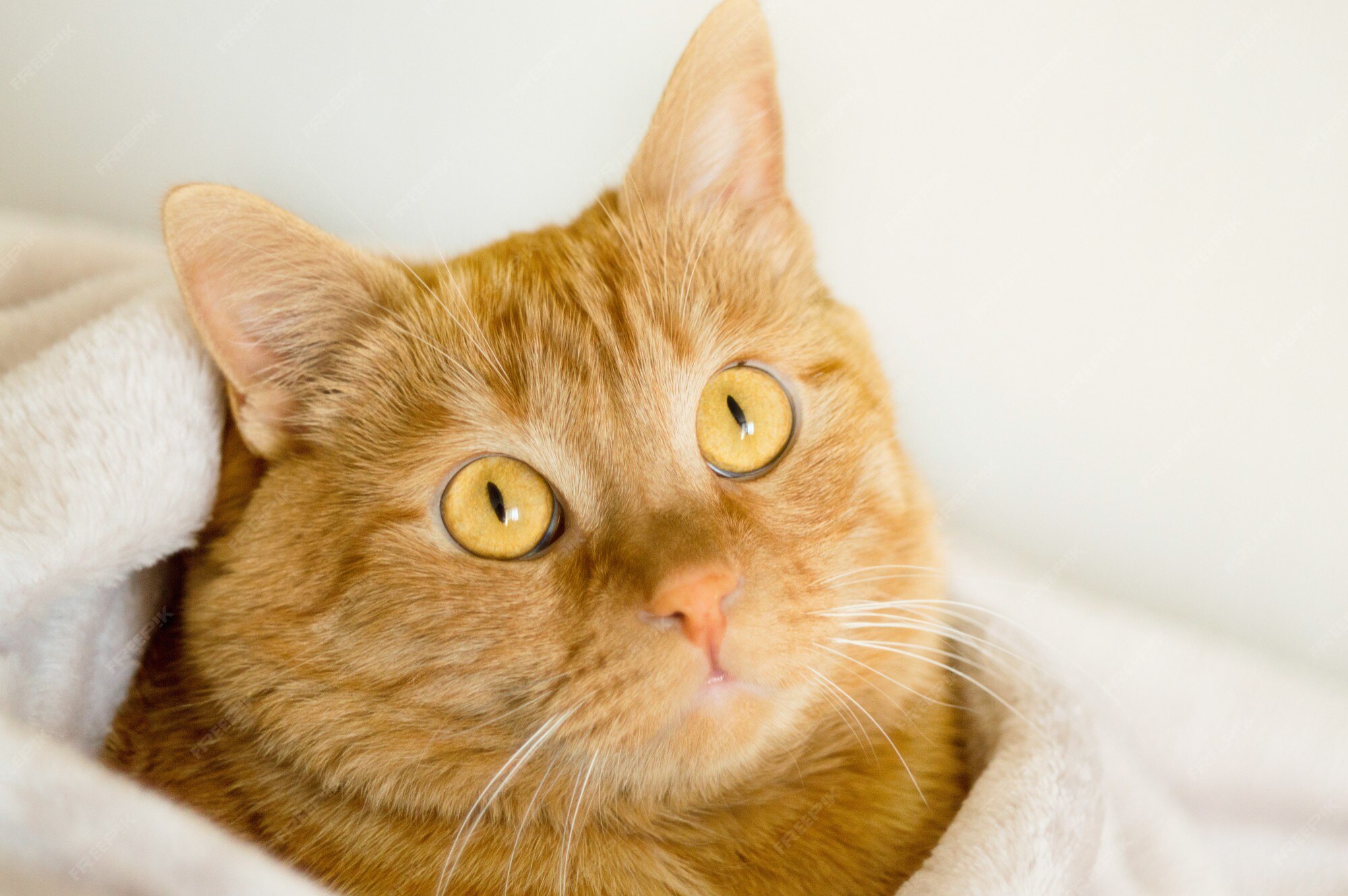Chat Roux Aux Yeux Jaunes Photo Premium