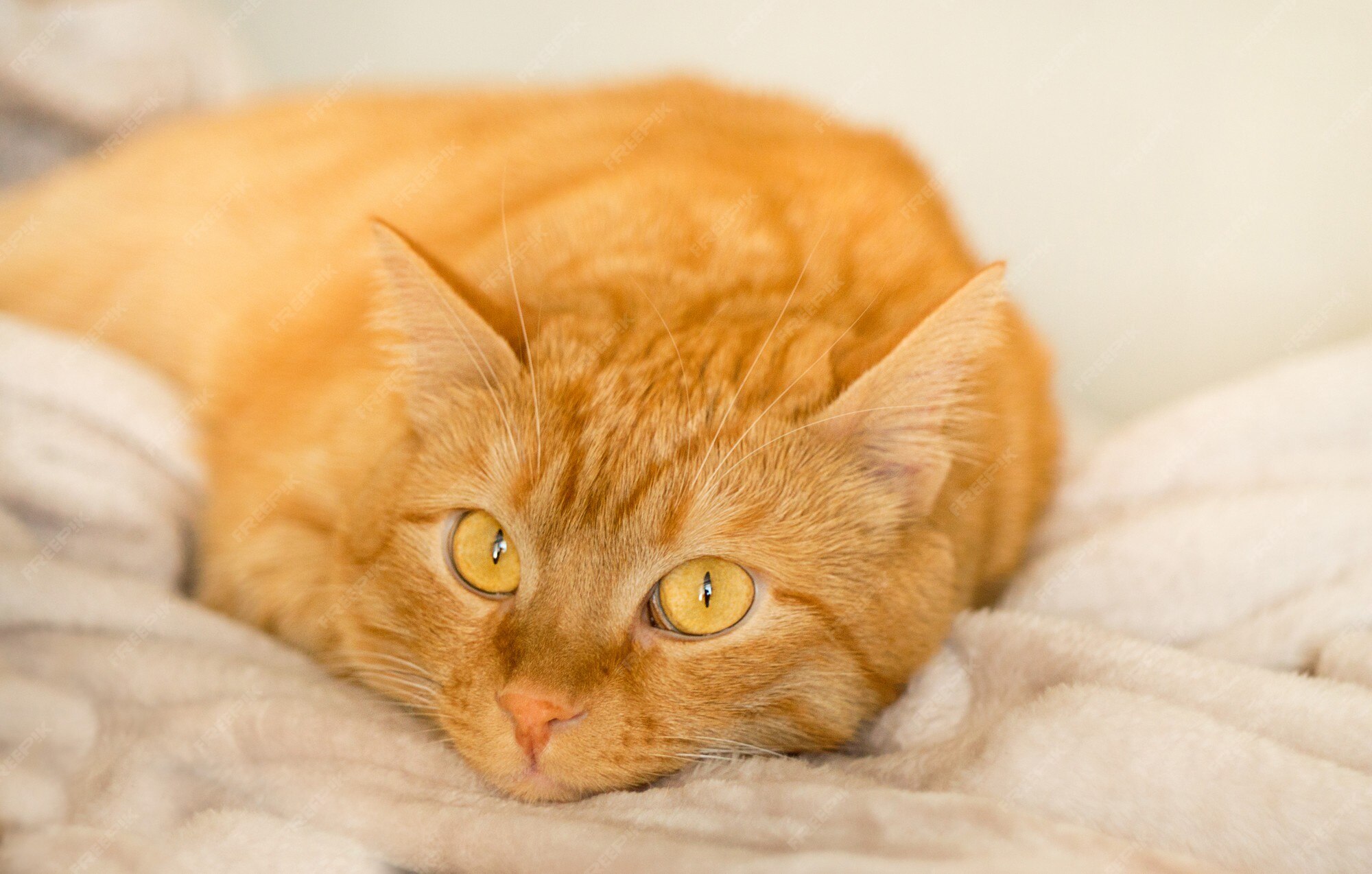 Chat Roux Aux Yeux Jaunes Photo Premium