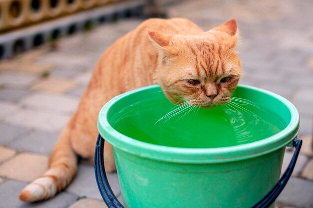 Un chat roux boit de l'eau d'un seau