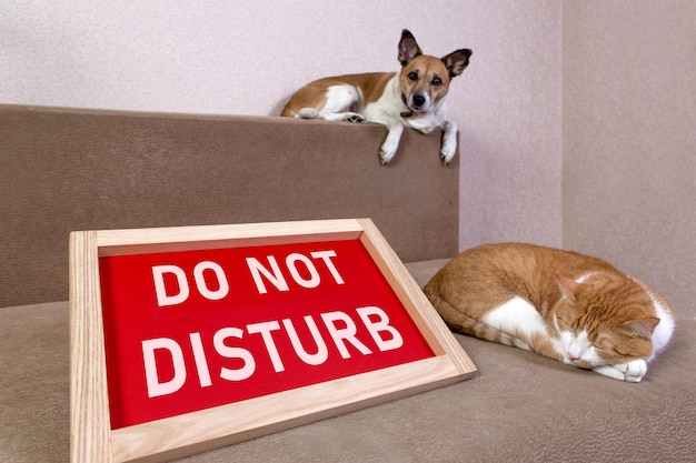 Chat roux dormant sur un canapé avec l'inscription ne pas déranger Chien regardant la caméra