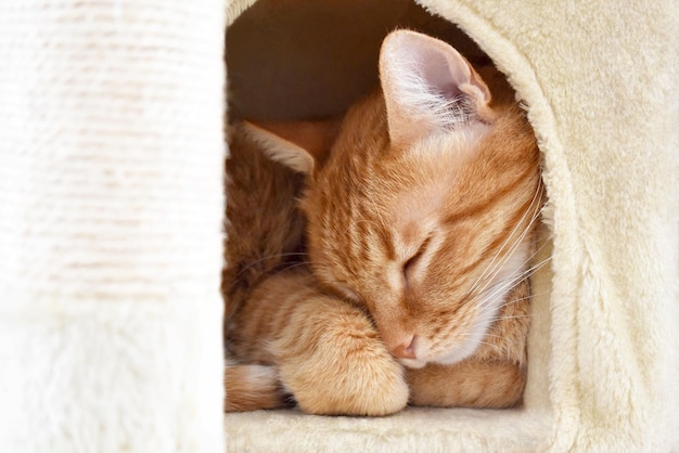 Chat roux dormant dans la tour des chats