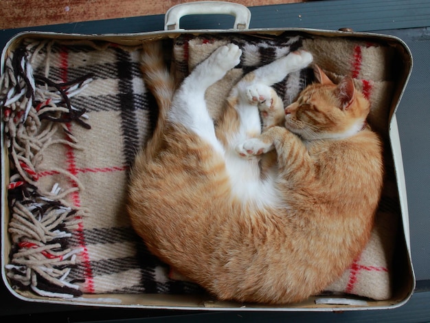 chat roux dort dans une valise