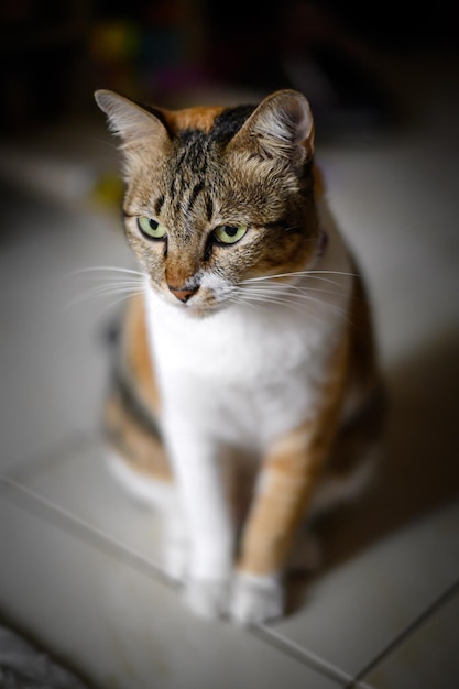 Un chat roux dort sur un tapis de sol blanc