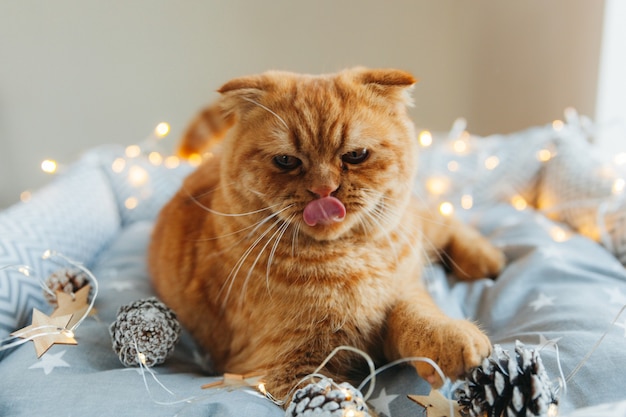 Le chat roux est allongé sur son lit, décoré des lumières du Nouvel An. concept de nouvel an et de noël.