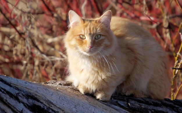 Le chat roux est assis sur un arbre dans le parc.