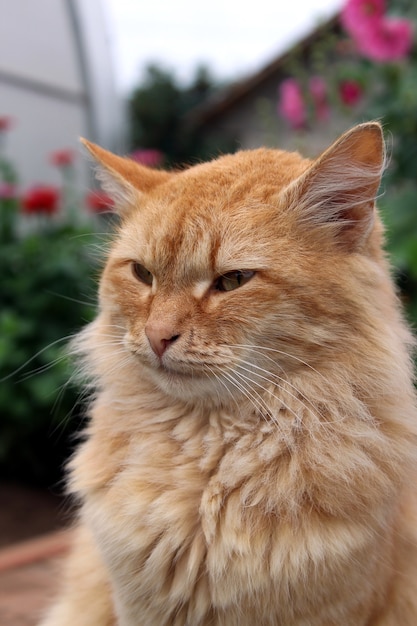 Un chat roux est assis dans la rue et regarde au loin