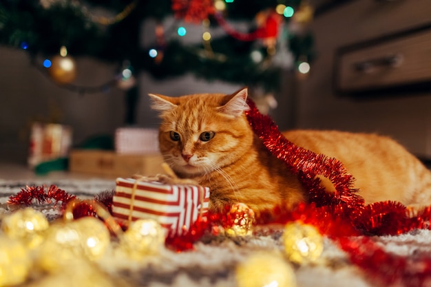 Chat roux jouant avec guirlande et coffret cadeau sous le sapin de Noël. Concept de Noël et du nouvel an