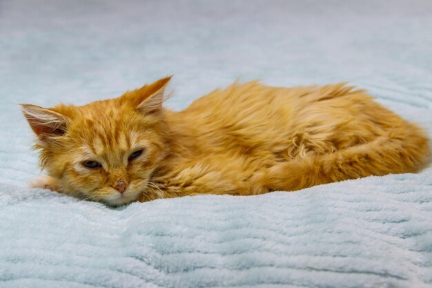 Chat roux sur un lit à la maison