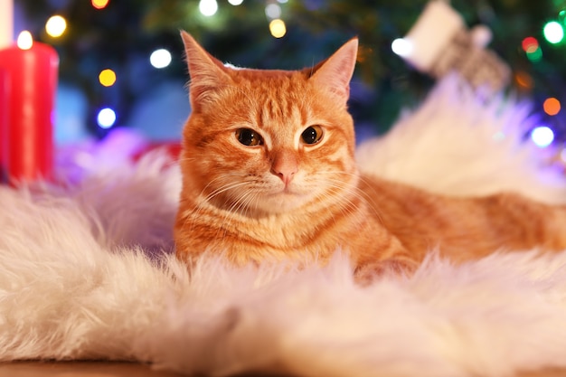 Chat roux à la maison à Noël