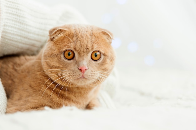 - un chat roux moelleux confortablement installé sur le lit