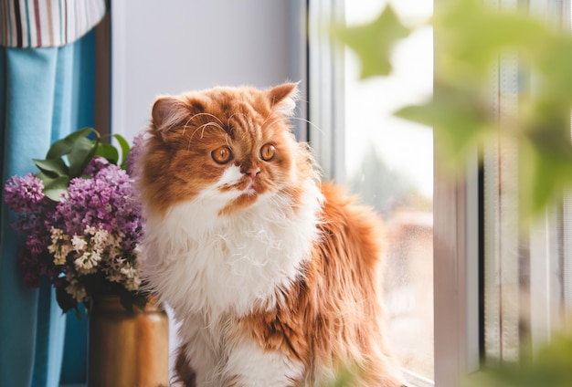 Un chat roux moelleux est assis sur un rebord de fenêtre et regarde par la fenêtre.