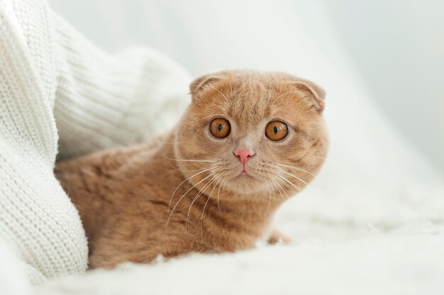 Chat roux moelleux en gros plan confortablement installé sur le lit