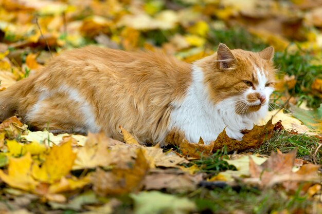 Chat roux parmi les feuilles tombées en automne