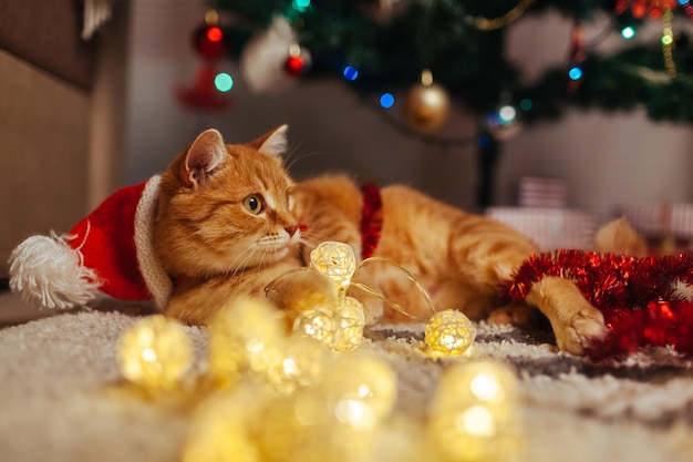 Le chat roux porte le chapeau du père Noël sous le sapin de Noël jouant avec des lumières Concept de Noël et du nouvel an