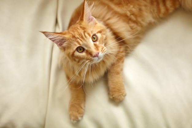 Chat roux reposant sur un canapé dans le salon allongé