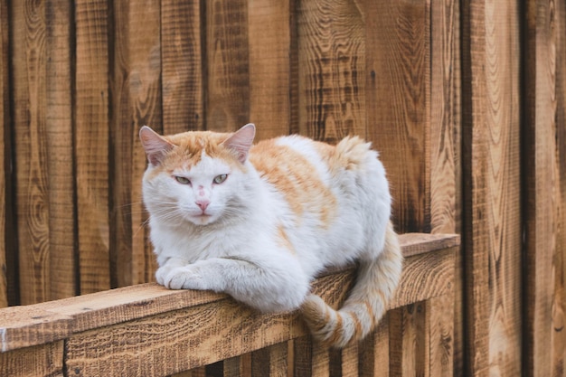 Le chat roux rustique est allongé sur une clôture en bois