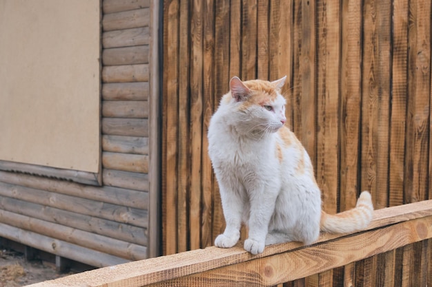 Le chat roux rustique est assis sur une clôture en bois