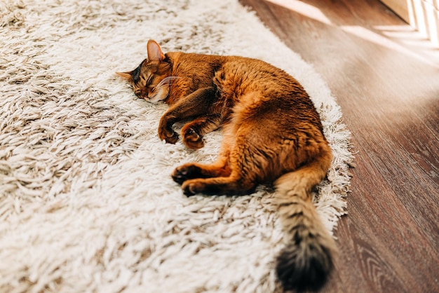 Photo le chat roux s'est endormi allongé sur le tapis gros chat roux a fermé les yeux et a commencé à dormir animaux domestiques et maison confortable