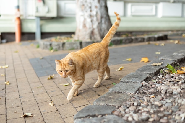 Un chat roux sans abri court le long du trottoir. vie des animaux de compagnie en milieu urbain