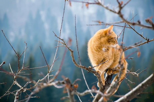 Chat roux sauvage sur un arbre