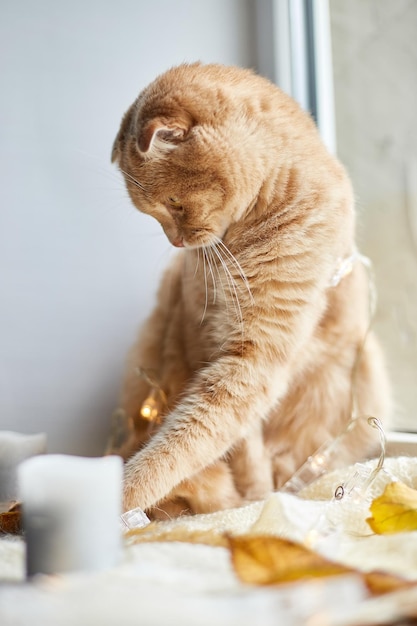 Chat roux Scottish fold allongé sur le rebord de la fenêtre à la maison