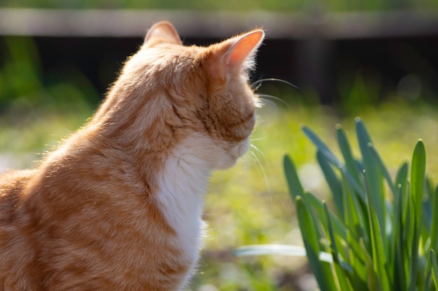 Chat roux se prélassant au soleil du printemps sur le sol dans un parterre de fleurs