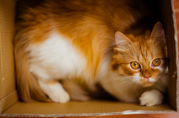 Le chat roux se trouve dans une boîte sur fond de carreaux