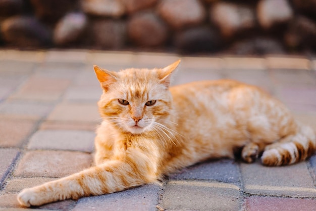 Un chat roux se trouve à l'extérieur et profite d'une journée d'été ensoleillée