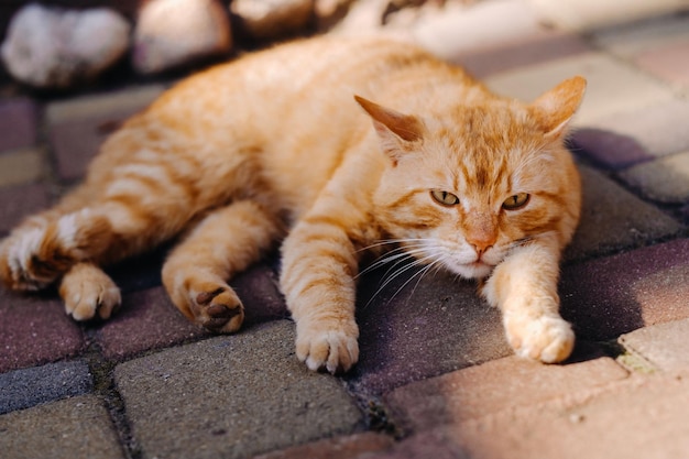 Un chat roux se trouve à l'extérieur et profite d'une journée d'été ensoleillée