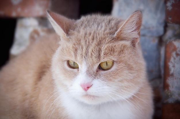 Chat de rue assis