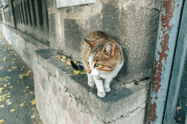 Un chat de rue brun blanc se promène au coin de la ville.