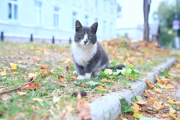 chat de rue / chat solitaire assis dehors, animal de compagnie, errant