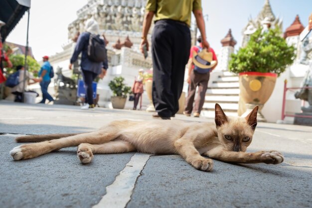 Le chat de la rue lèche son corps pour se nettoyer et se détendre le matin