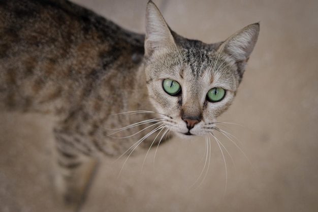 Chat de rue mignon aux yeux verts