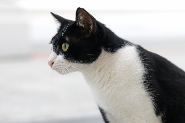 Chat de rue noir et blanc Regardant quelque chose