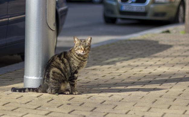 Un chat de rue sans abri et affamé à la recherche de nourriture. Concept de protection et d'adoption des animaux