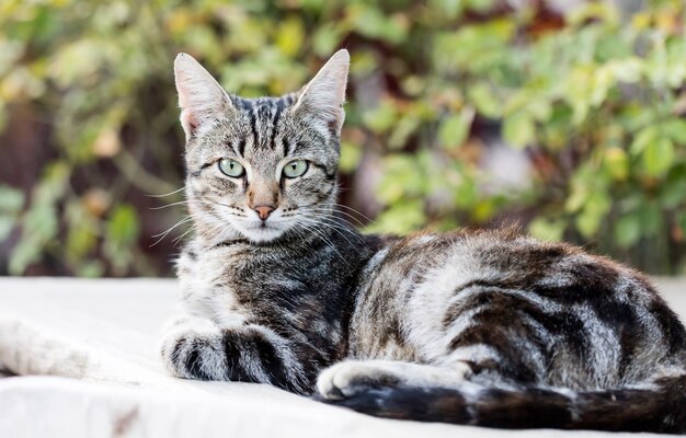 chat de rue sauvage