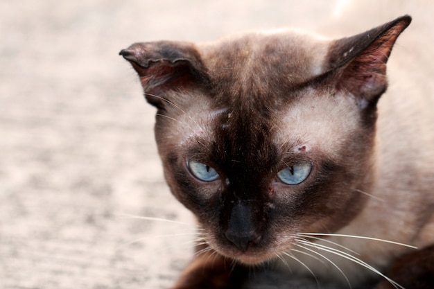 Chat de rue se bouchent, chat thaï