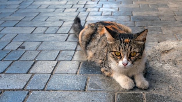 Chat de rue tricolore sur le pavé