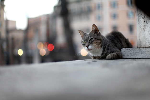 Chat de rue triste gisant sur le sol