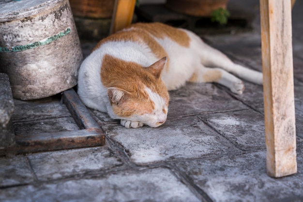 Un chat des rues rouge et blanc est allongé sur le trottoir