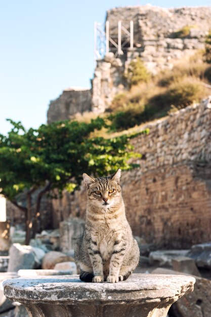 Le chat sur les ruines d'Ephèse