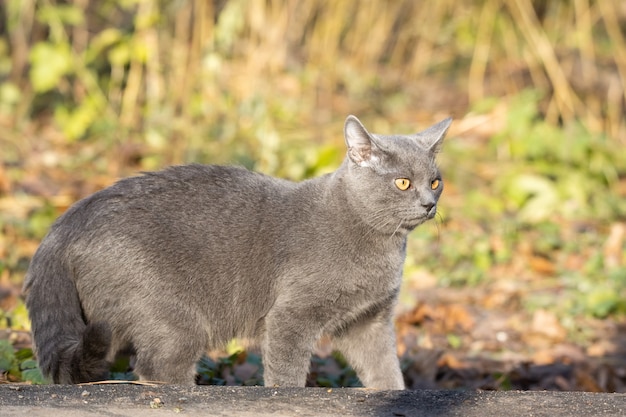 Chat russe bleu