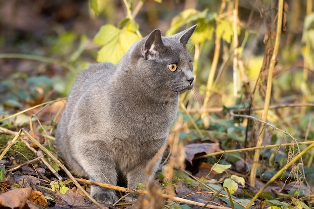 Chat russe bleu