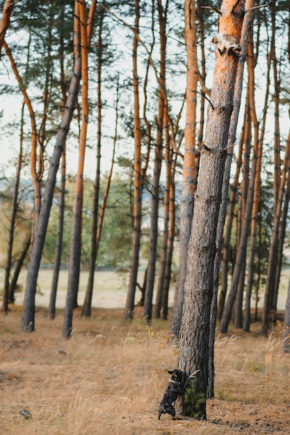 Le chat s'est échappé du chien dans l'arbre