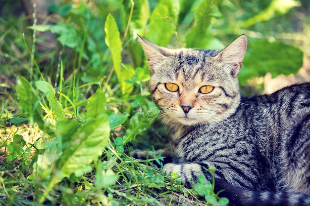 Le chat s'étend sur l'herbe en été dans le jardin