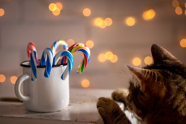 Le chat s'intéresse aux bonbons de Noël dans la tasse