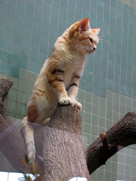 Le chat de sable rouge sauvage est assis sur un arbre dans le zoo. Felis margarita gros plan. Zoo de Berlin